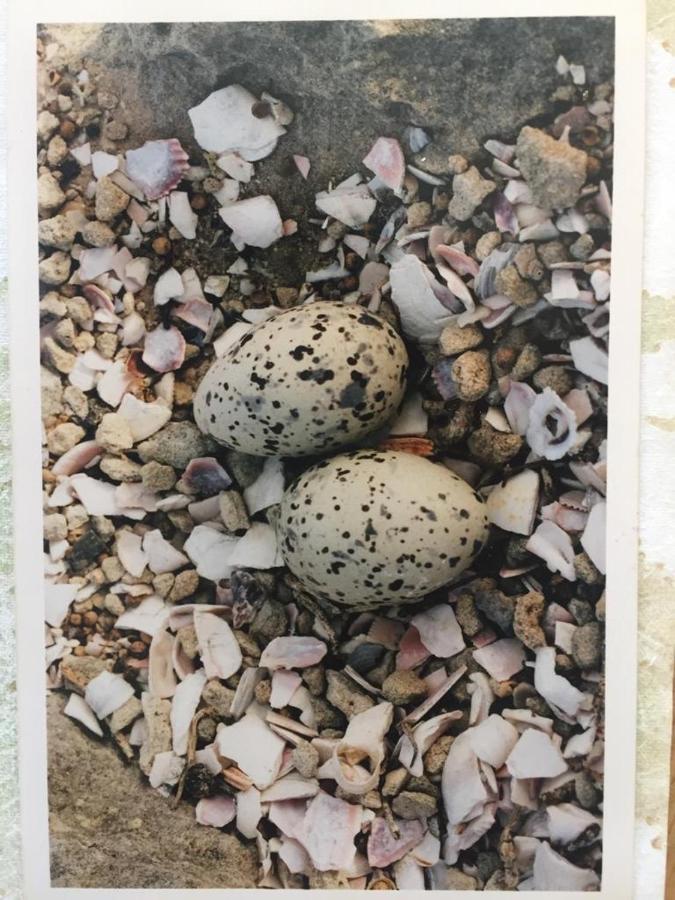 The Speckled Egg, 4 Promenade Rd, Lakeside, 케이프타운 외부 사진